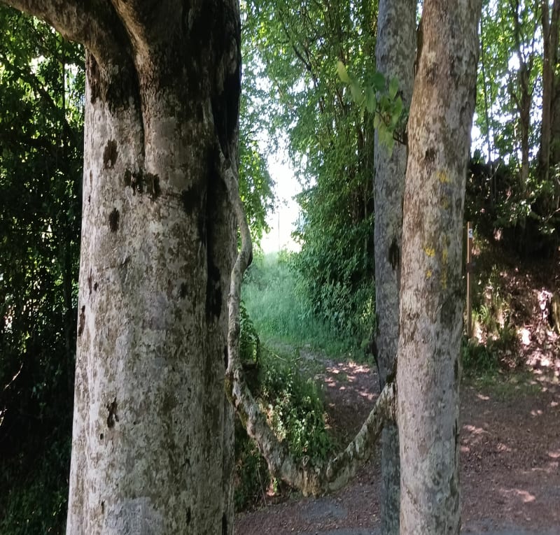 Le sentier du four - Fraisse-sur-Agout