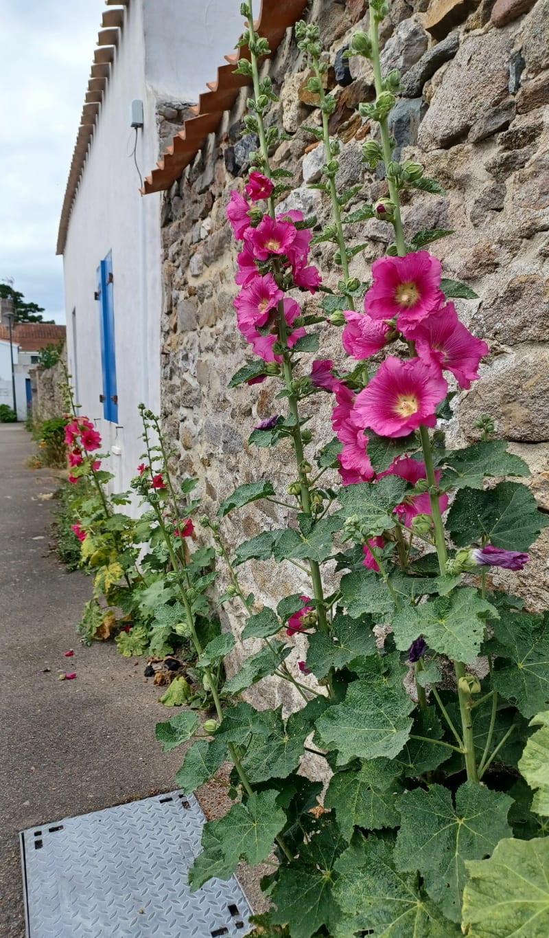Noirmoutier, ces venelles et roses trémières - Noirmoutier-en-l'Île