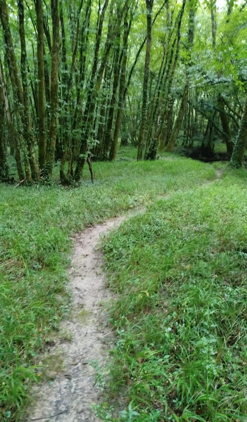 Bonne balade en forêt de la Double - Eygurande-et-Gardedeuil
