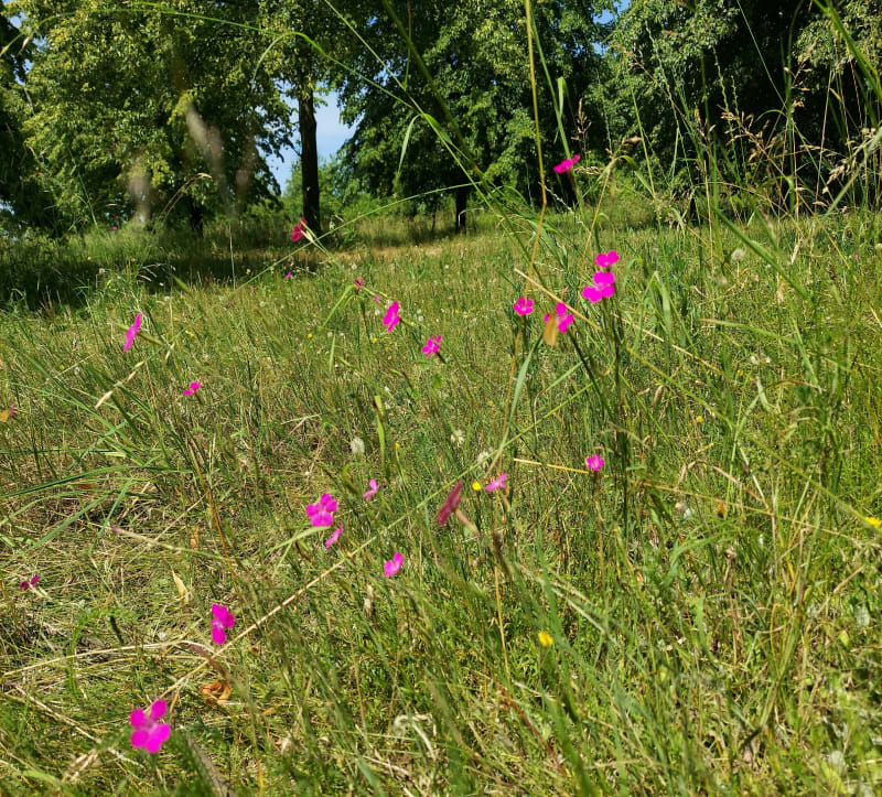 Spacer przez park świetlików do wałów nad Odrą. - Wrocław