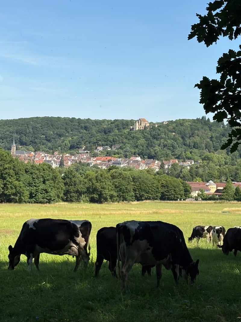 Balade dans la forêt de Meridon - Saint-Rémy-lès-Chevreuse