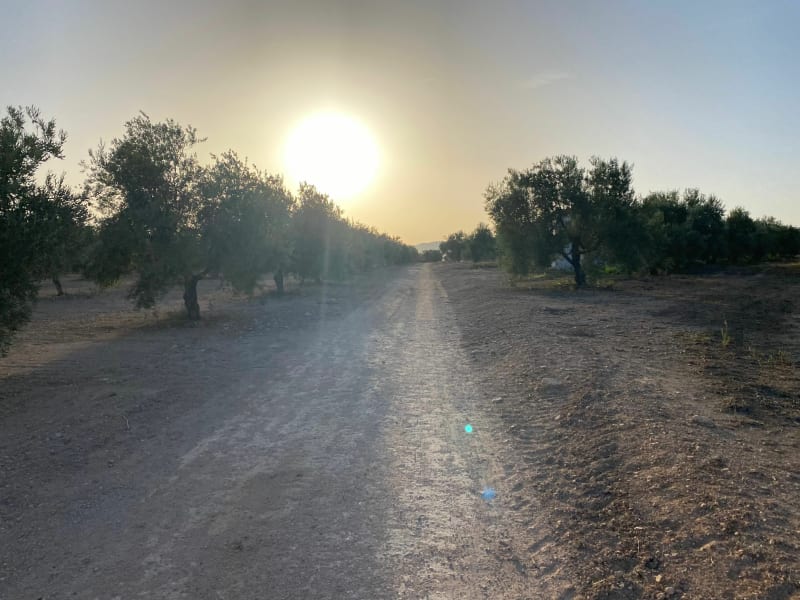 Paseo por el olivar de Bobadilla - Bobadilla
