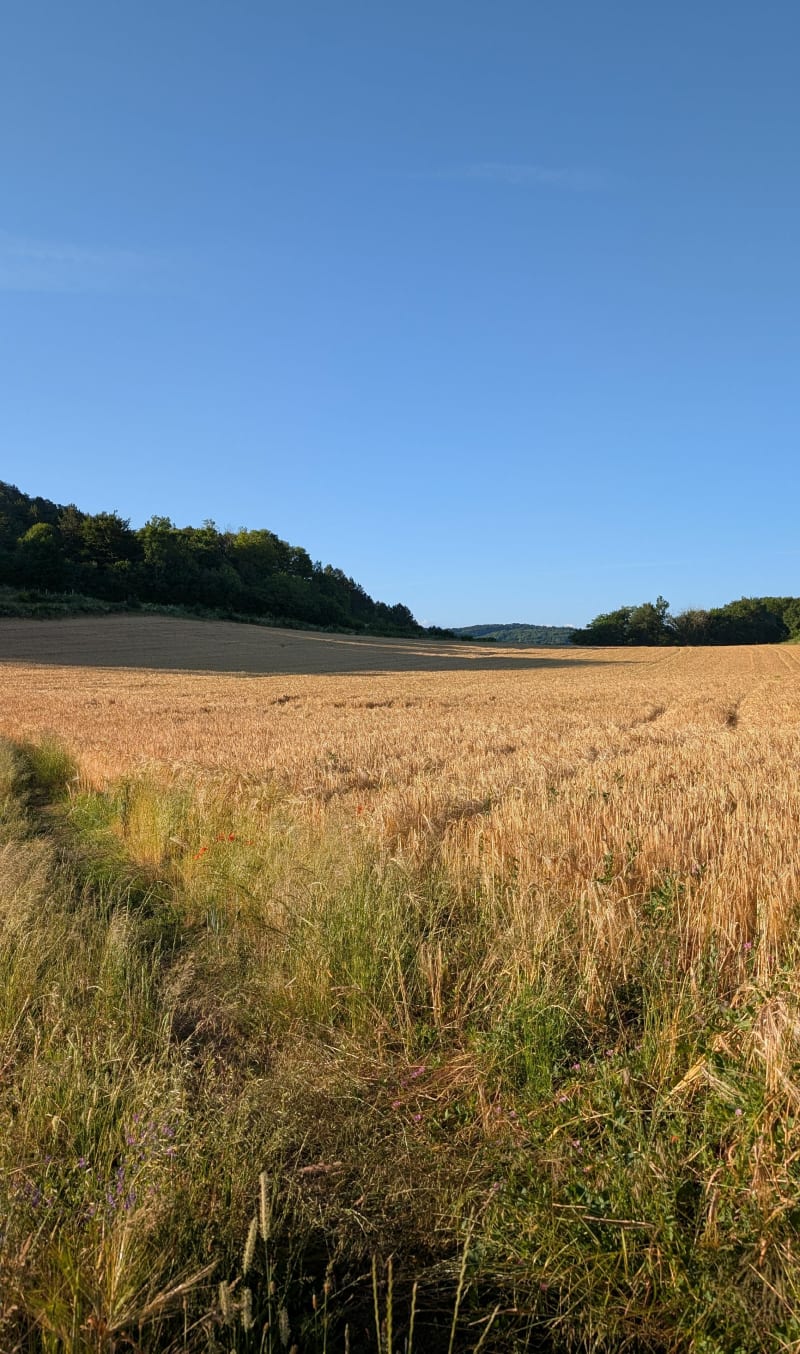 En passant par Sélignac au départ de Chavannes sur Suran - Nivigne et Suran