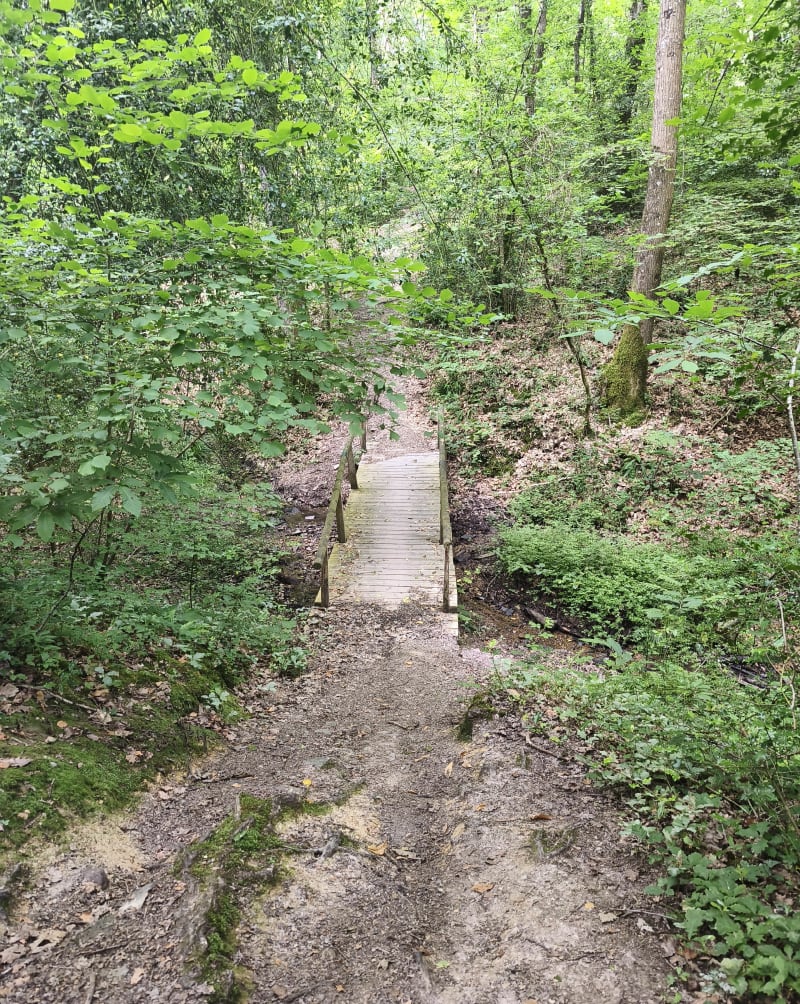 Forêt de Grimbosq - Saint-Laurent-de-Condel
