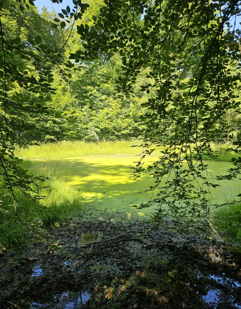 Forêt Domaniale Verte Découverte Mares - Bois-Guillaume