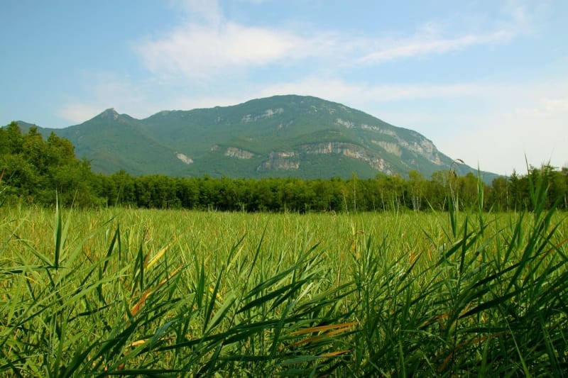 Vue sur les roseaux et la montagne en arrière plan depuis le chemin sur pilotis du marais de Lavours