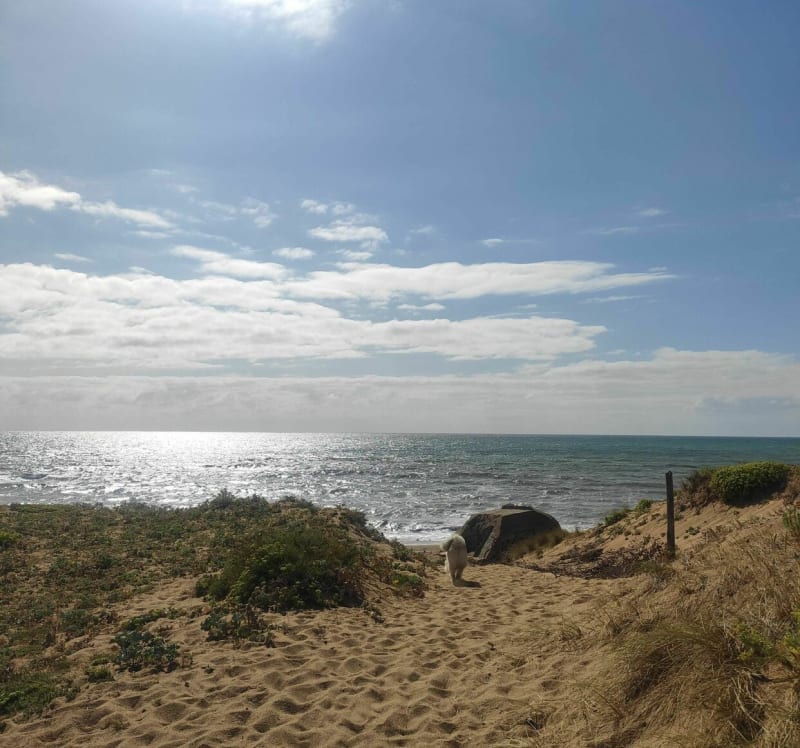 Balade canine ombragée puis ensoleillée - Les Sables-d'Olonne