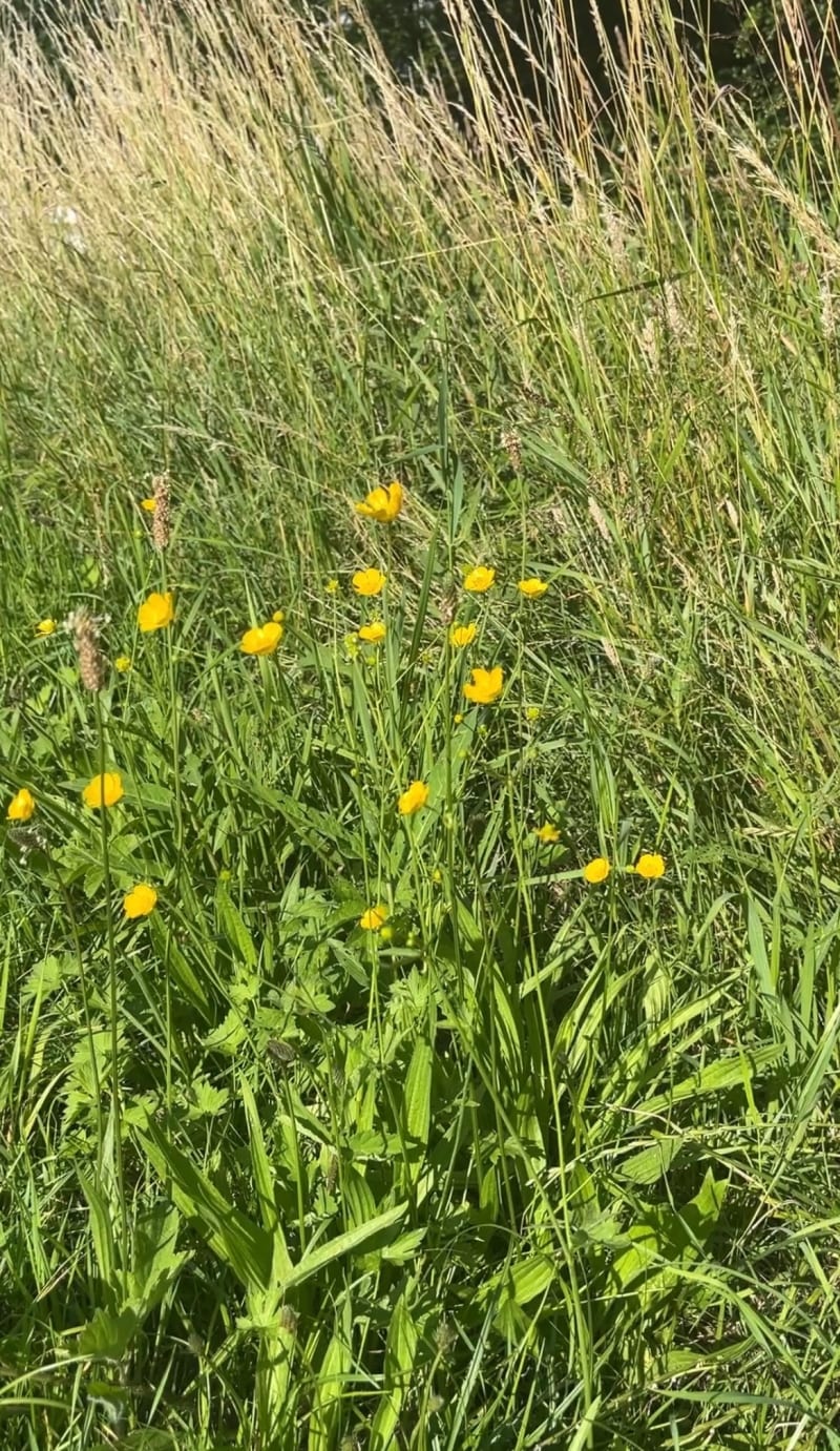 Oostdijk wandeling - Purmerend