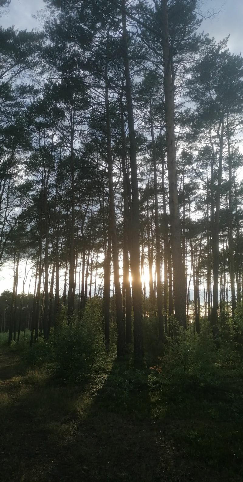 Las karolew - Nakielnica