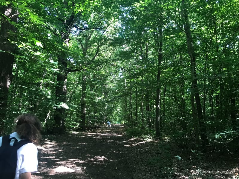 Tranquille en forêt de Meudon - Sèvres