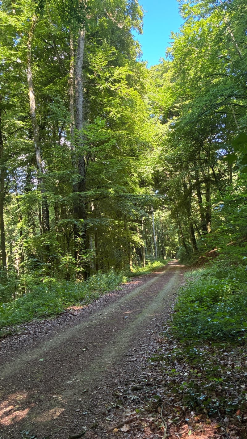 Forêt de Volmerange-les-Mines et Dudelange - Volmerange-les-Mines