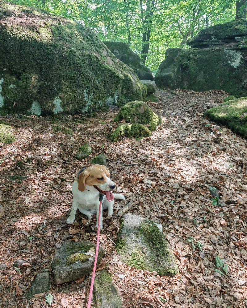 Tour de l'Arnsbourg et du Schlangenberg - Baerenthal