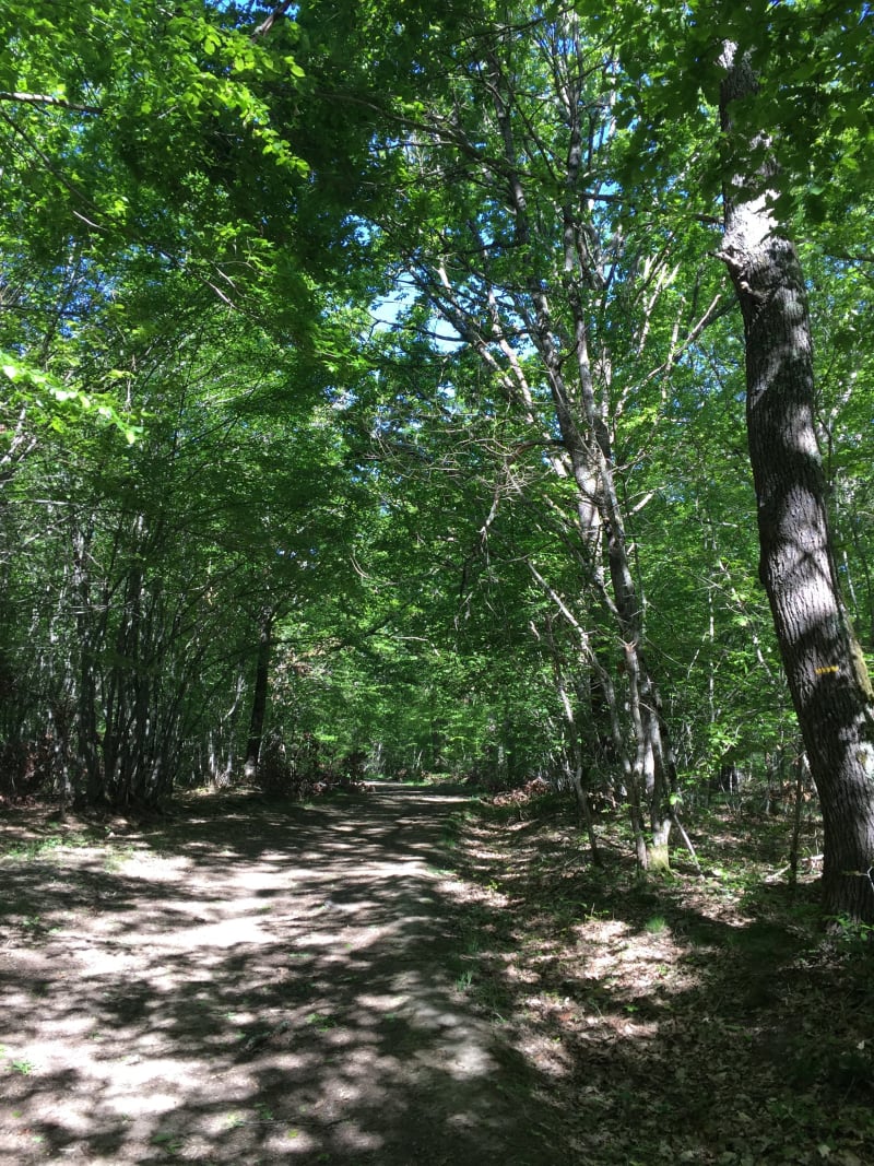 Balade en forêt à BELLERIVE par le château de Pouzat - Bellerive-sur-Allier