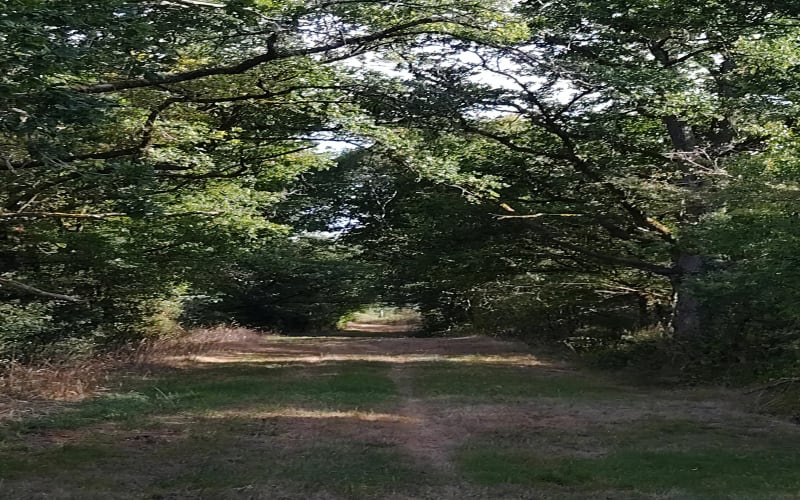 Étangs et forêt à Méobecq - Méobecq