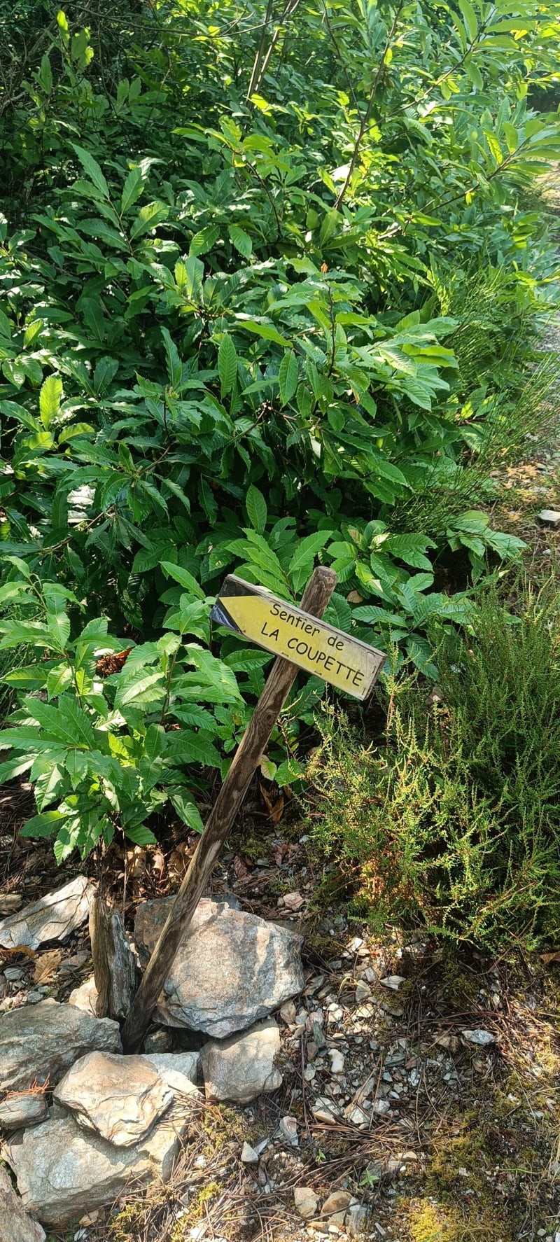 Sur le sentier de la Coupette - Saint-Étienne-Vallée-Française