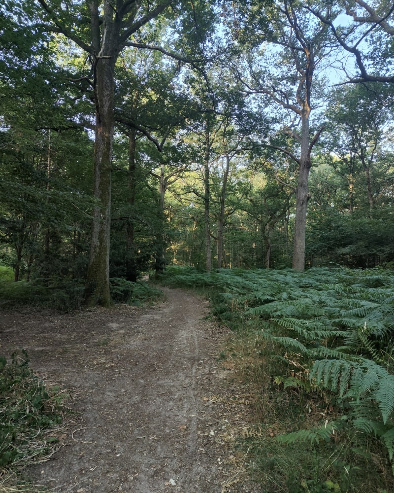 Promenade en forêt de Châtellerault - Châtellerault