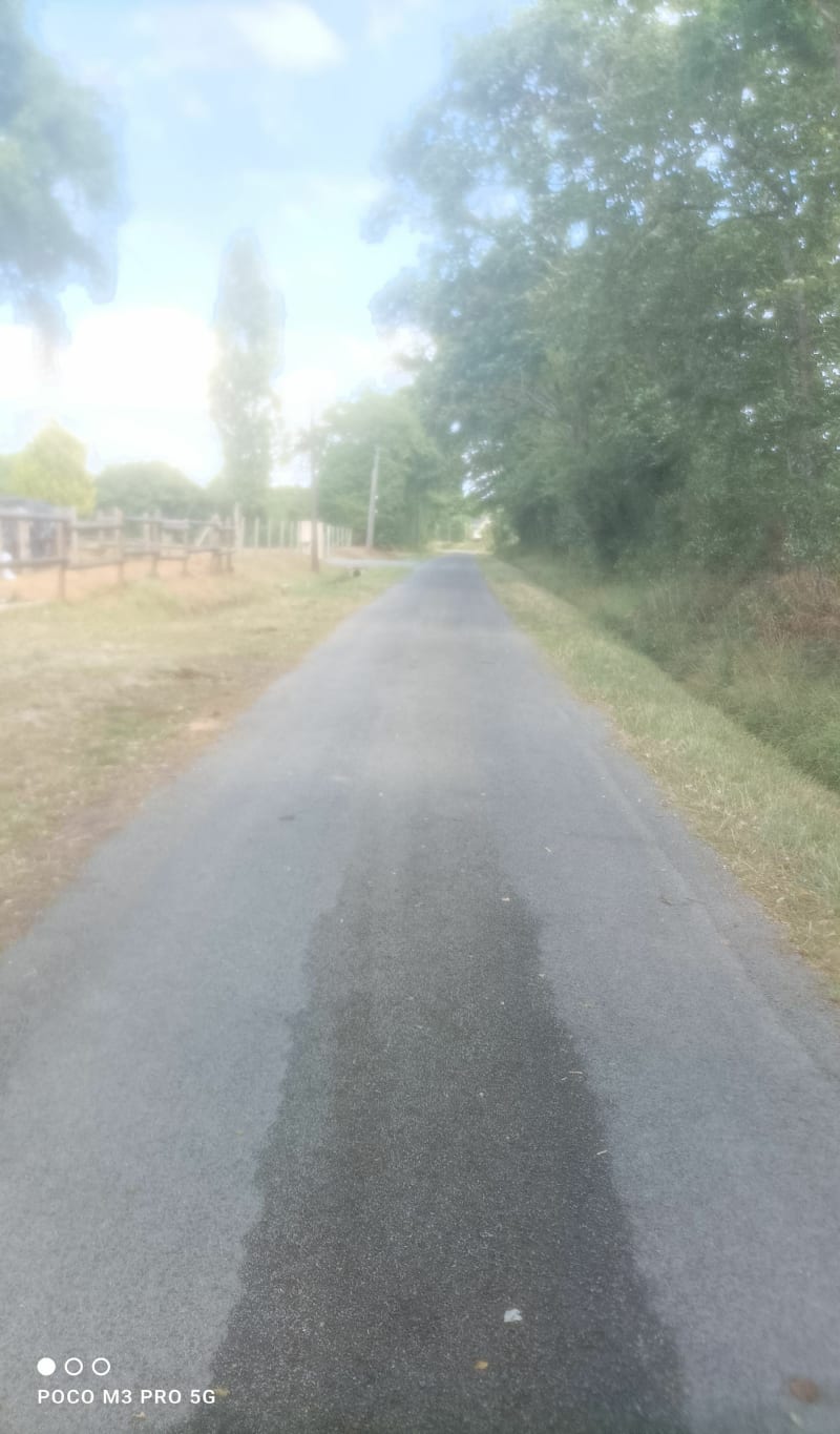 Rando forêt ombragé prés de Montsûrs - Montsûrs