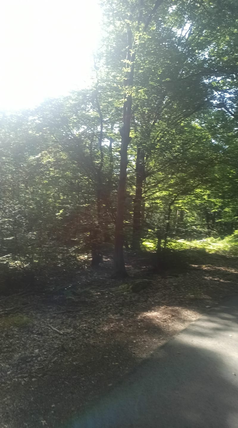Marche dans la forêt de La Saussaye - La Saussaye
