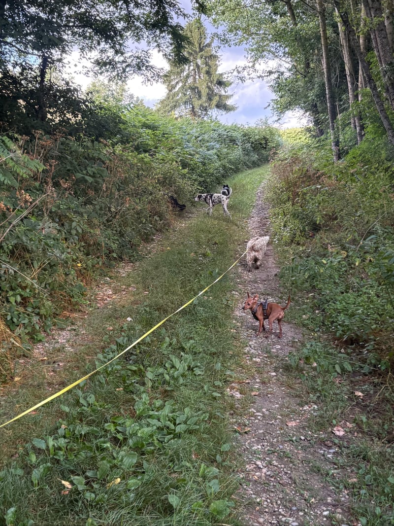 Balade entre Saint-Jean-de-Bournay et Meyrieu les étangs - Saint-Jean-de-Bournay
