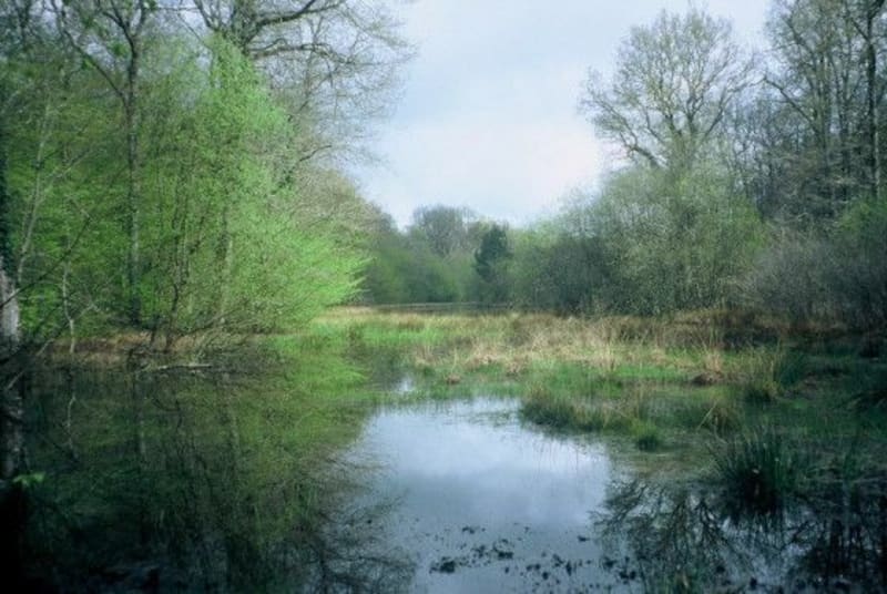 Ardentes à la découverte de sa forêt - Ardentes