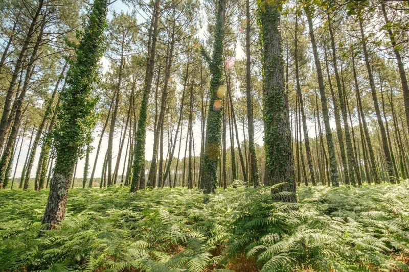 Cestas et ses alentours, par Gazinet - Pessac