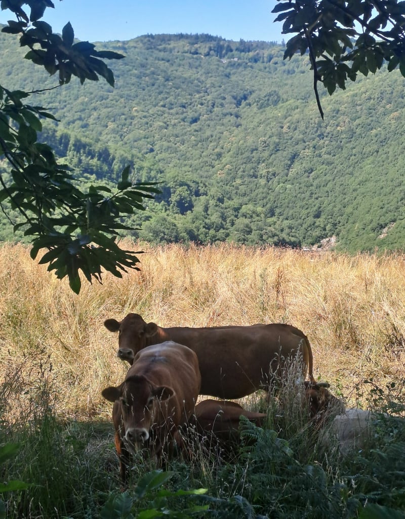 Sentiers des bergers de Peyremourou - Fontrieu