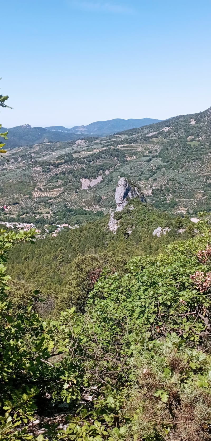 Les oliviers de Buis-les-Baronnies - Buis-les-Baronnies