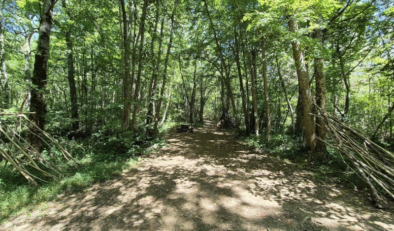 En forêt entre Labarthe-Rivière et Barbazan - Labarthe-Rivière