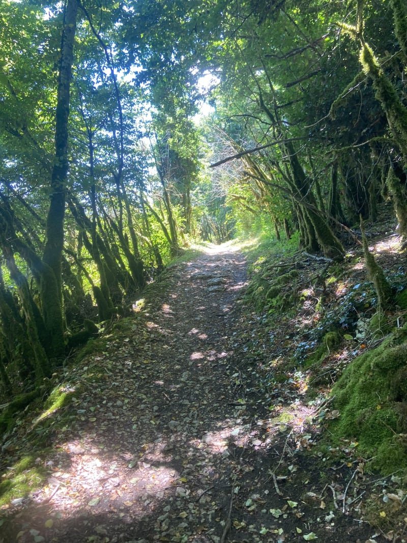 Forêt de la tour de Meix - La Tour-du-Meix
