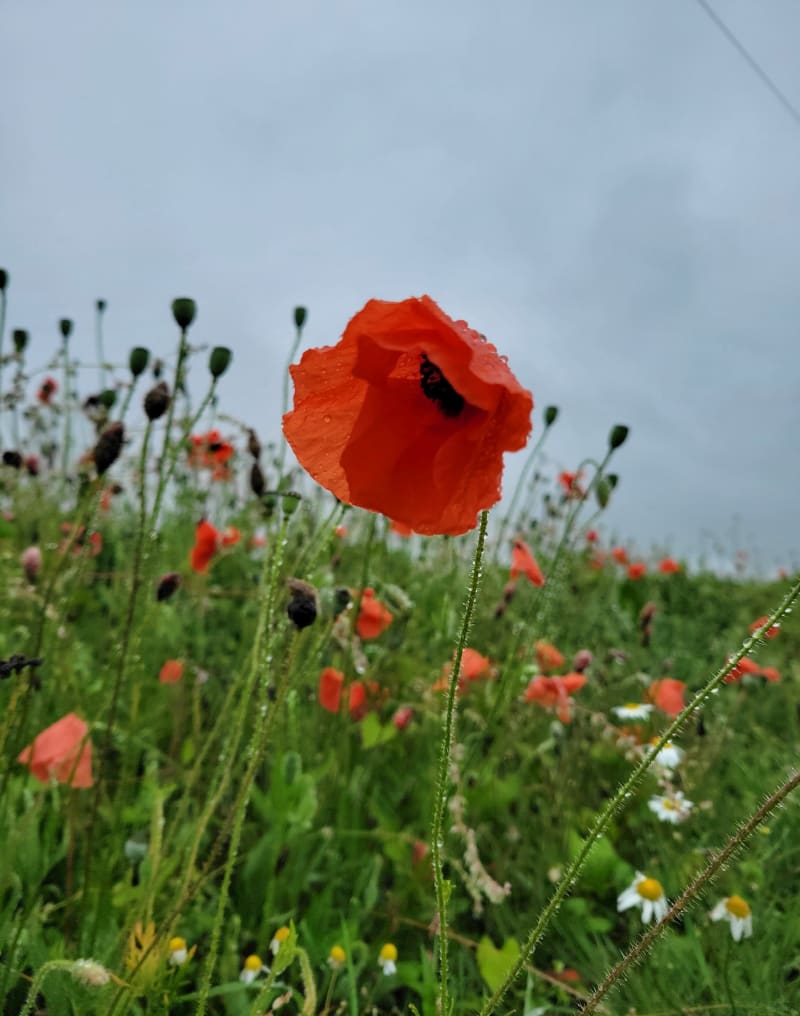 Balade "Joyeux" humide et estivale - Ypreville-Biville