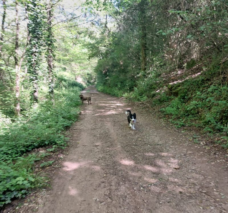 Balade canine depuis Vins-sur-Caramy - Vins-sur-Caramy