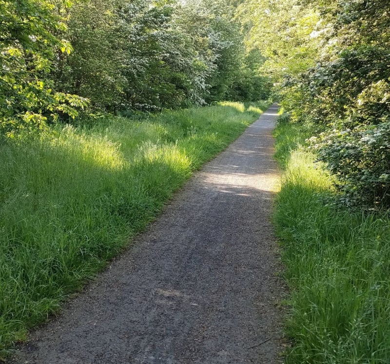Entre forêt de Marchiennes et Scarpe - Orchies