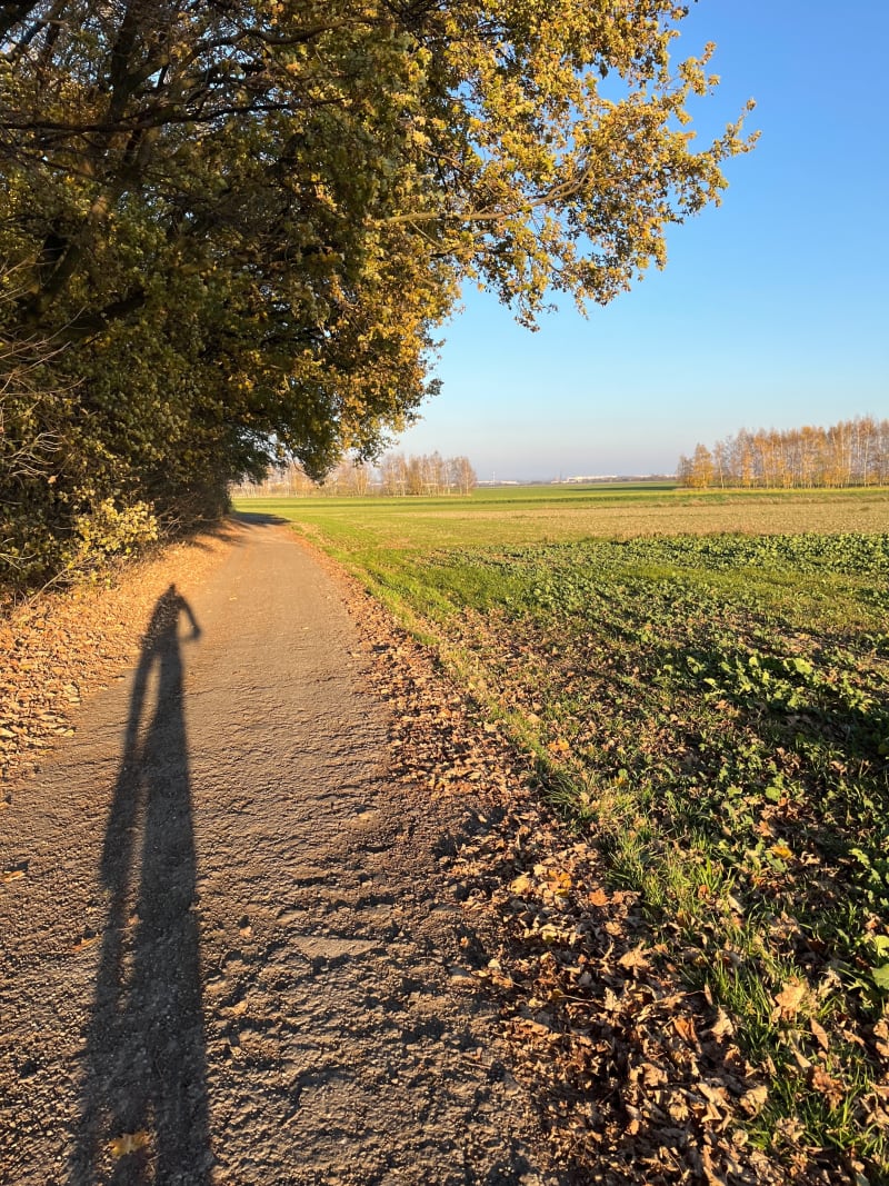 Las Dąbrowa - Gliwice