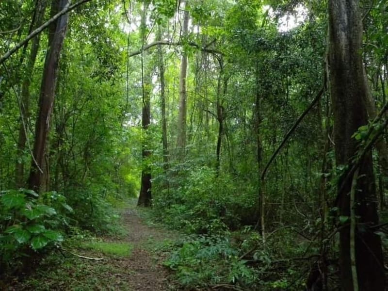 Bazemont bois des Alluettes - Maule