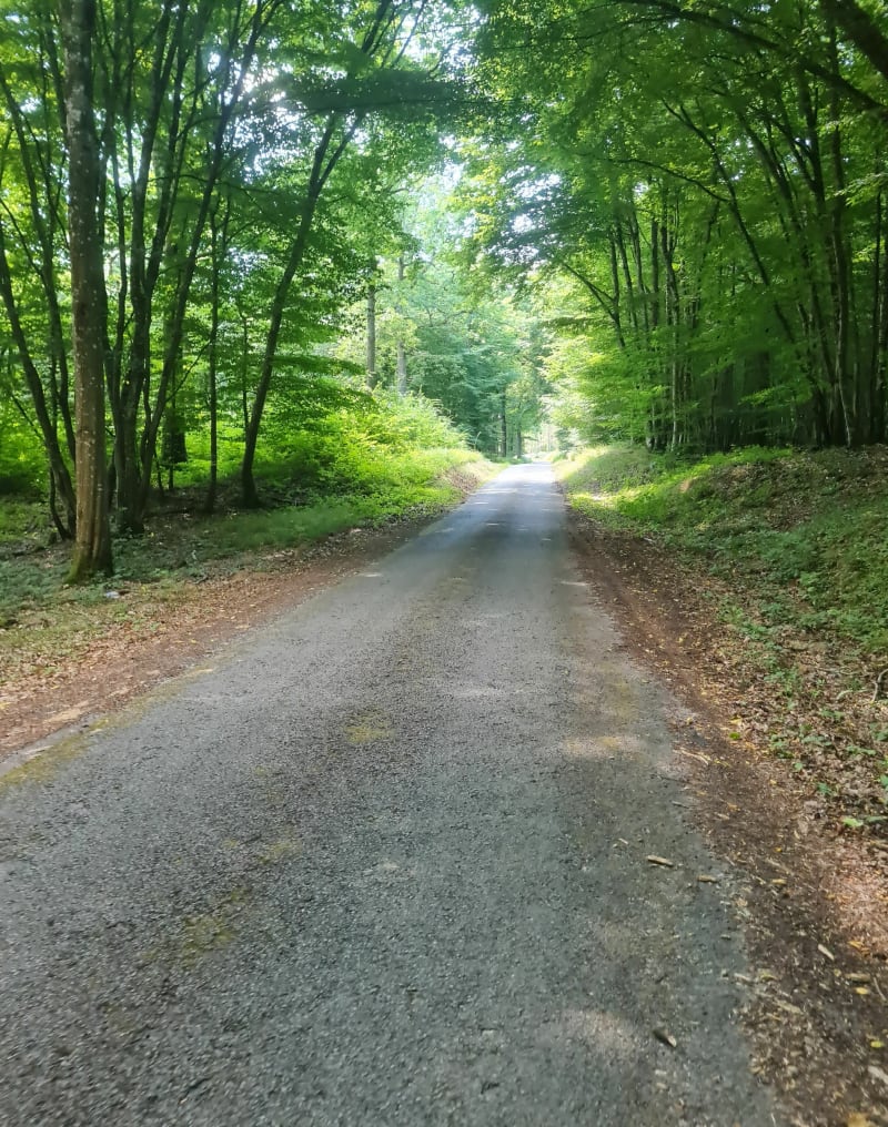 Forêt de Rambouillet - La Boissière-École