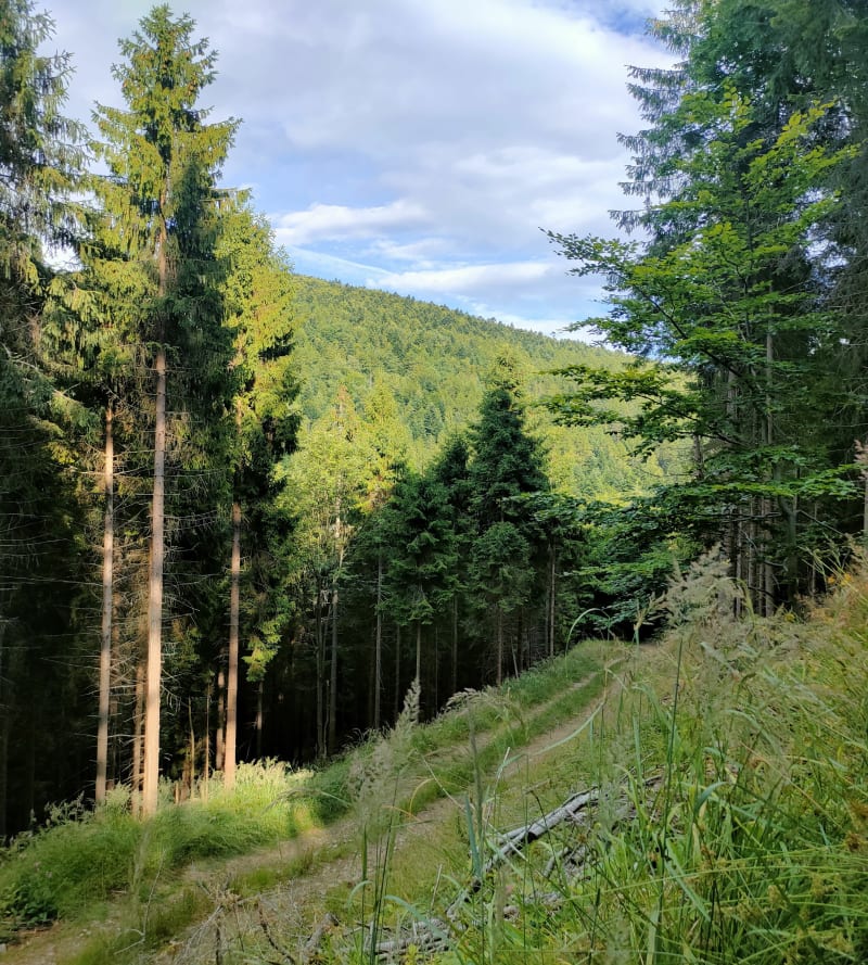 Szczyrk - krótkie letnie podejście na Palenicę - Szczyrk