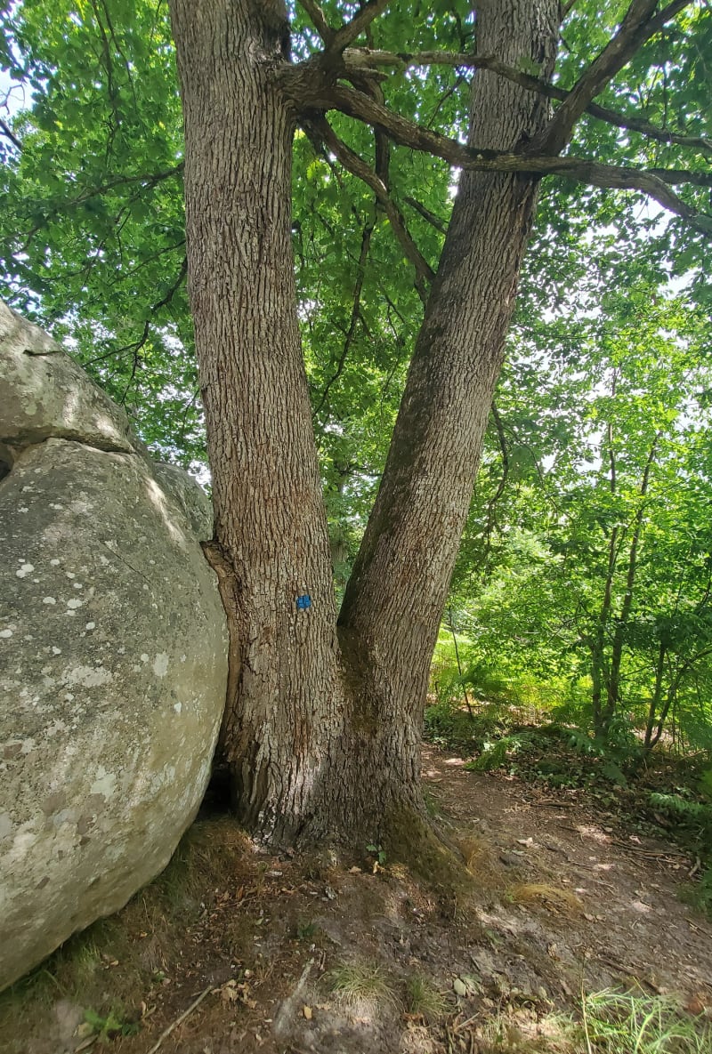 Boucle des arbres remarquables près de la butte St louis - Fontainebleau