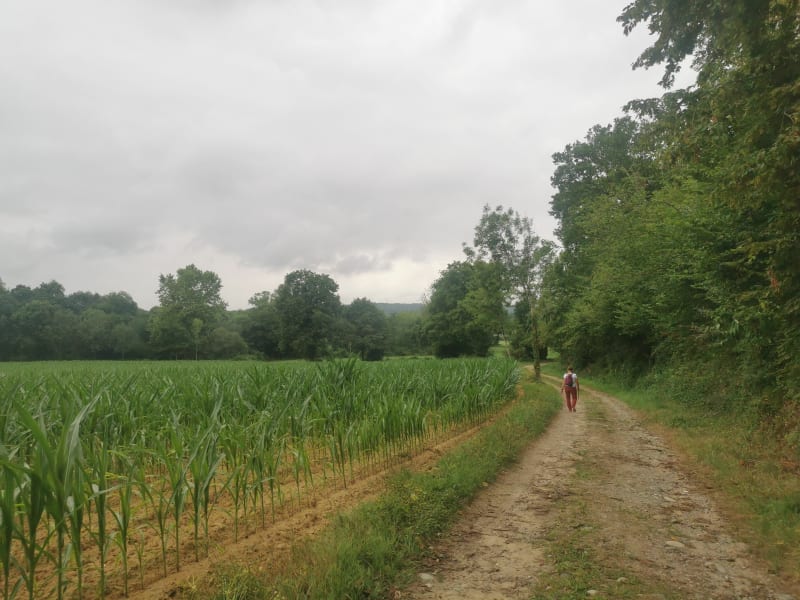 Le bois de Baliros - Baliros
