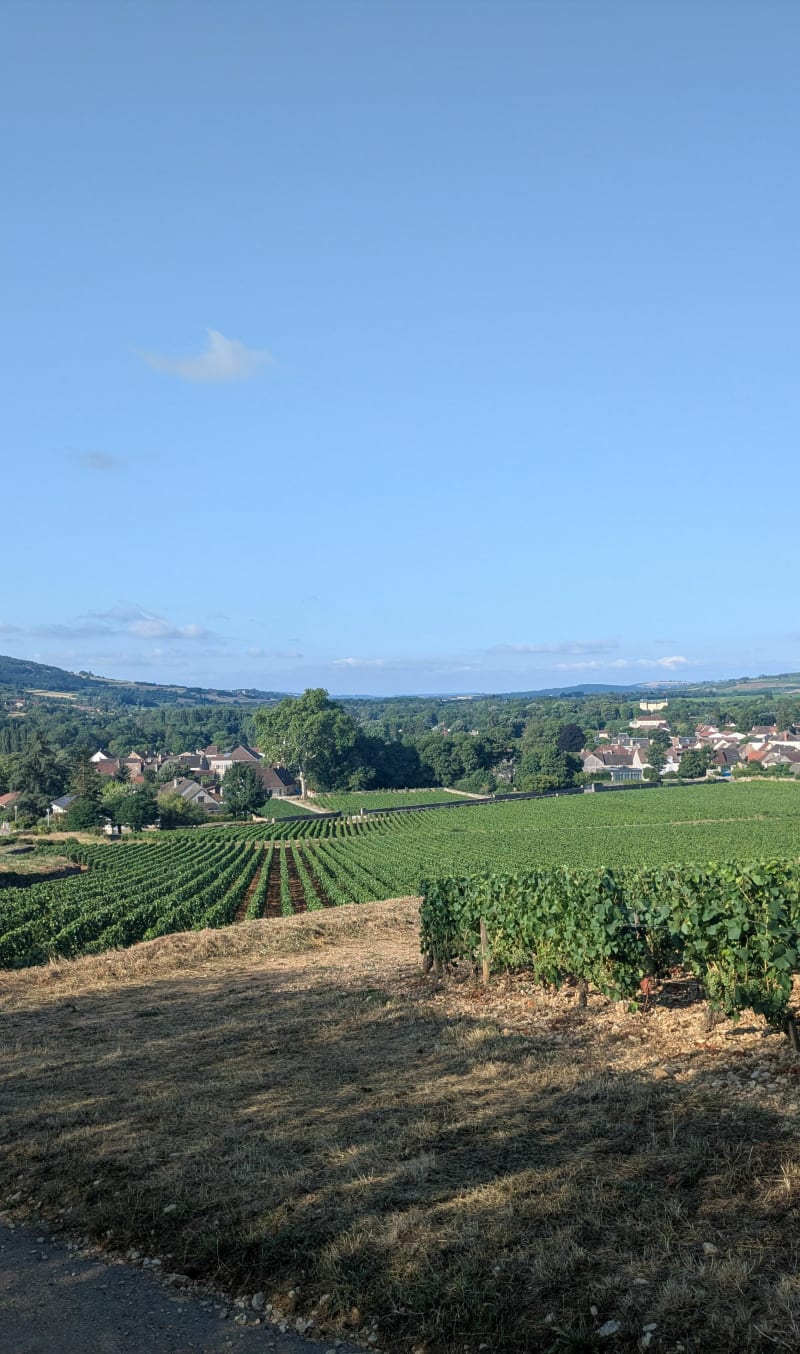 Le haut de Santenay - Santenay