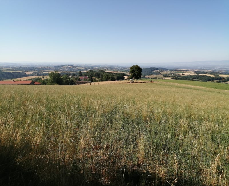 Balade autour de Sainte-Agathe-en-Donzy - Sainte-Agathe-en-Donzy