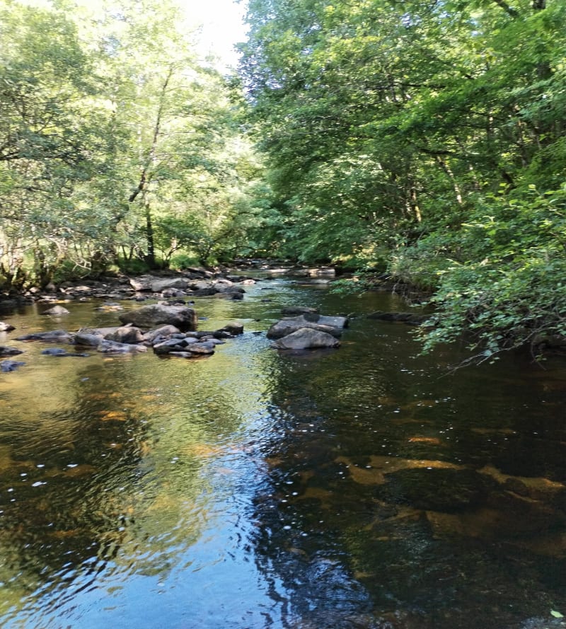 Forêt de Bugeat - Bugeat