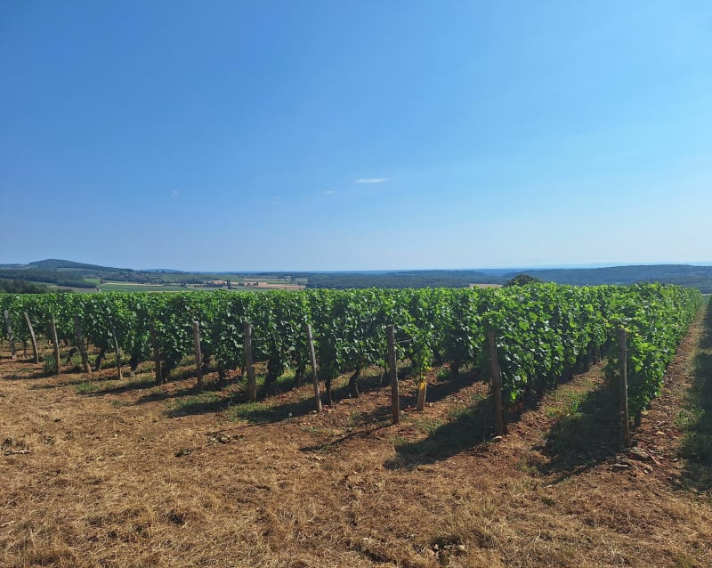 Rando dans les sous bois et dans les vignes  sous le soleil - Laizé