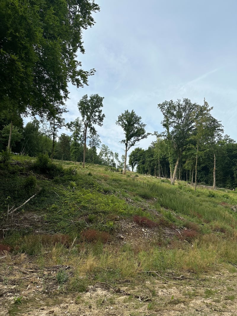 Randonnée avec du dénivelé dans la forêt de Belbeuf - Franqueville-Saint-Pierre