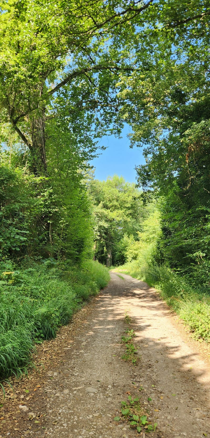 Balade dans les champs depuis Les Abrets - Les Abrets en Dauphiné