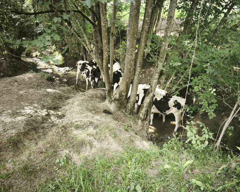 Marche Ferme Casau Bon - Monein