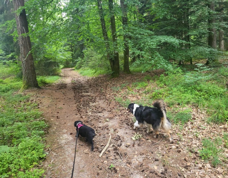 Balade de Jojo forêt de la planoise - Antully