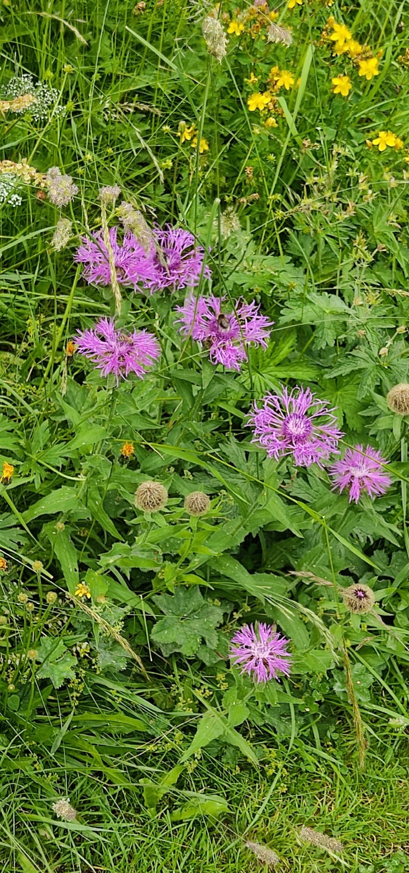 Forêt de Rothonne Belley - Belley