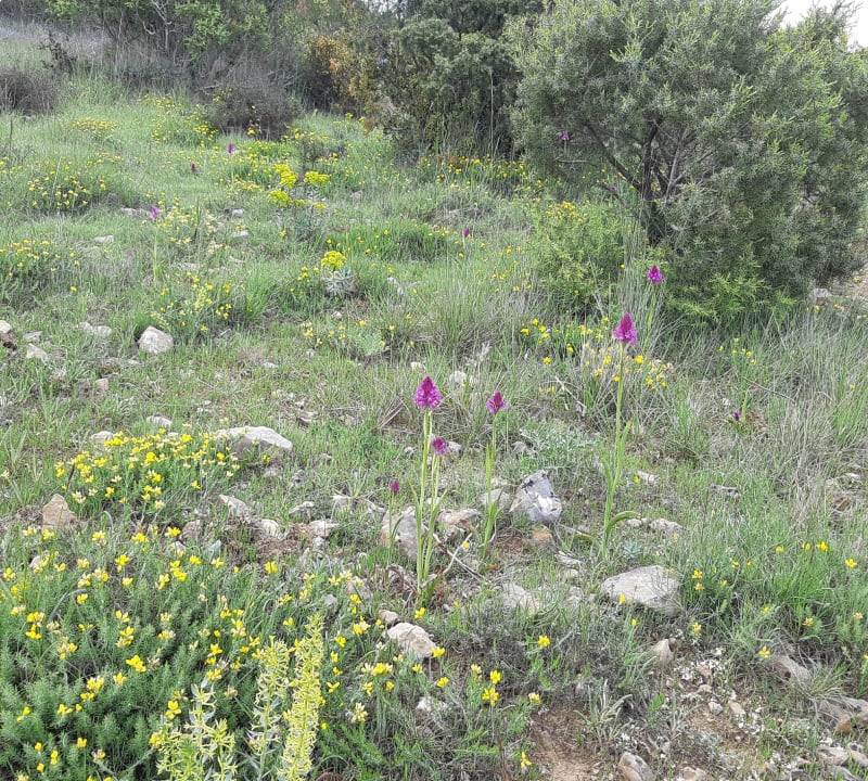 Balade fleurie entre garrigue et bois - Lagrasse