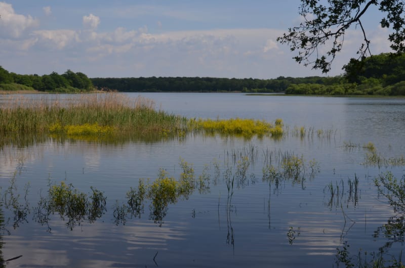 Randonnée à l'Etang de Lindre et boucle à Tarquimpol - Dieuze