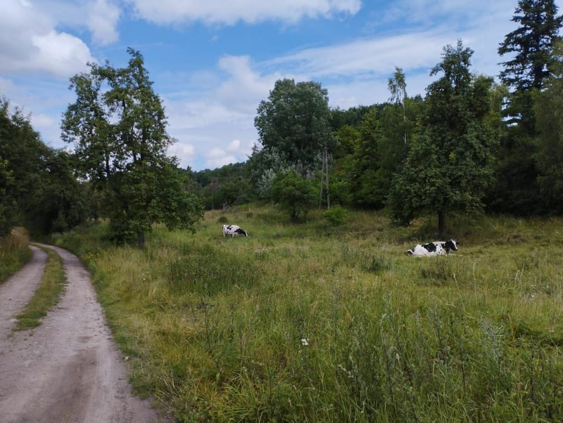 Przedobiadowa pętla po gminie Dąbrowa Chełmińska - Bydgoszcz
